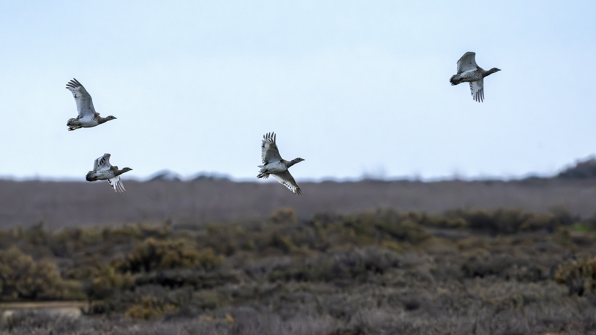 Little Bustard